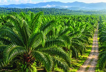 Perkebunan Kelapa Sawit